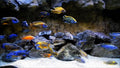 Malawi Cichlids