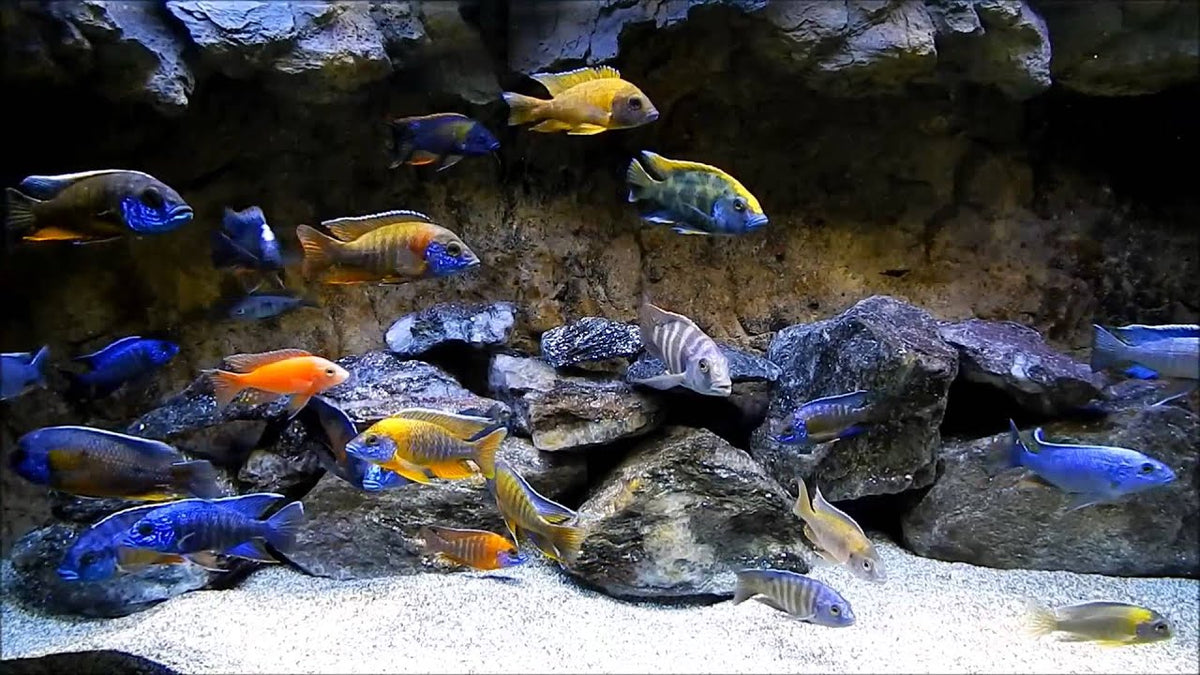 Malawi Cichlids