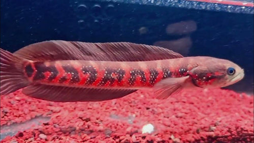 Asiatica red stripe