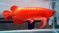Qian hu farm Super Red Arowana