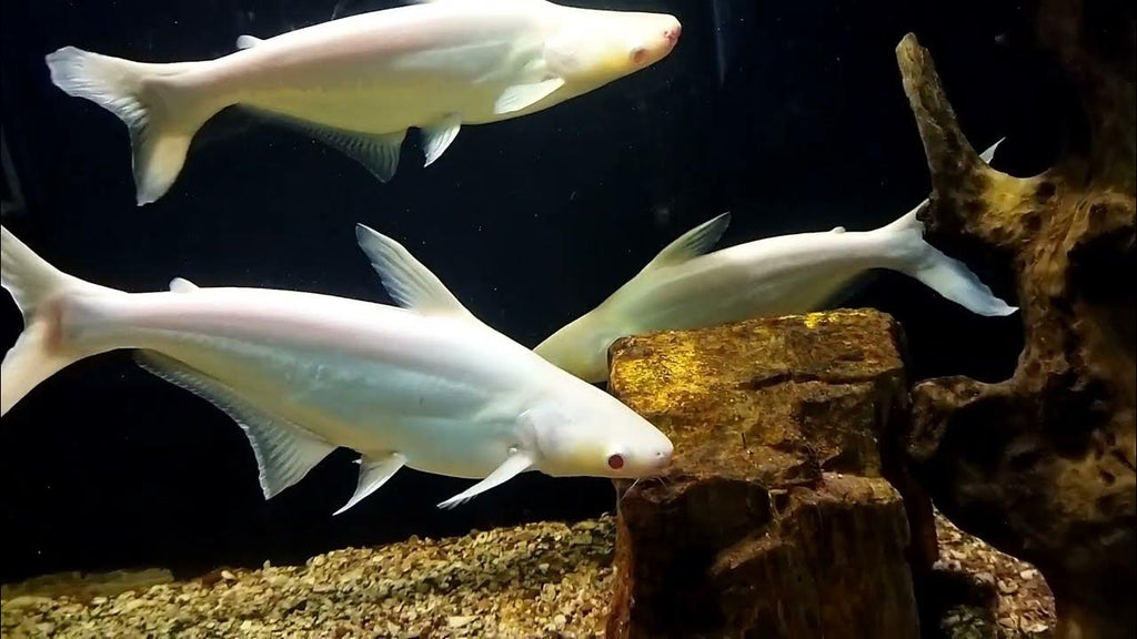 Albino Tiger Shark