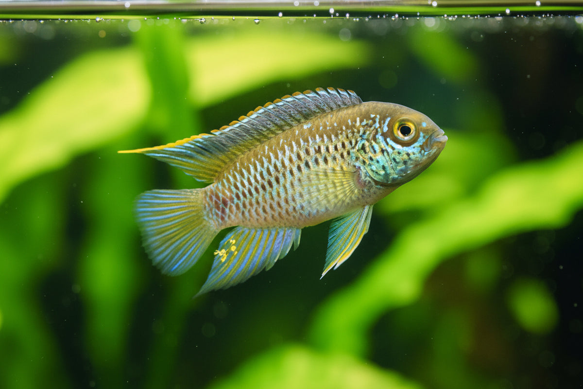Goldeneye cichlid (Per Pair)