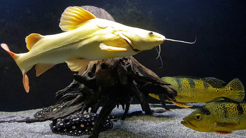 Albino Red Tail Cat Fish