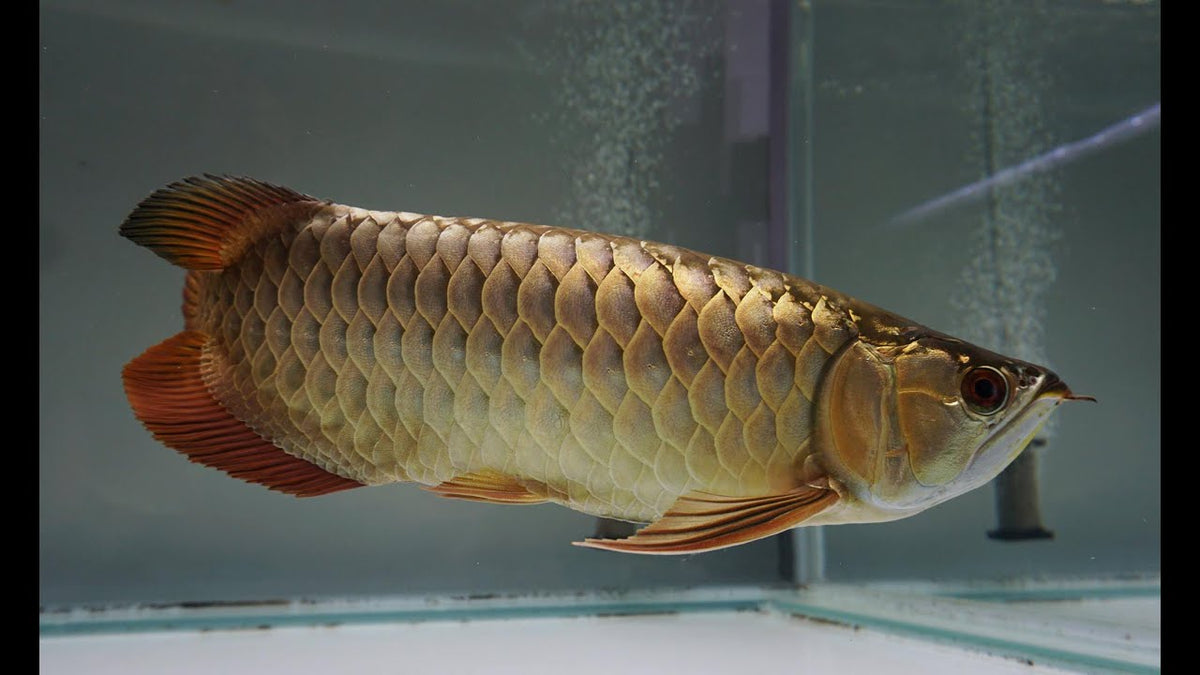 Golden Hi Back Arowana