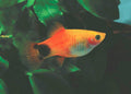 Tri Color Micky Mouse Platy