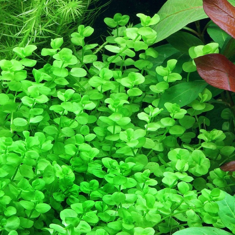 Micranthemum umbrosum