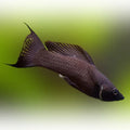 Black moon tail