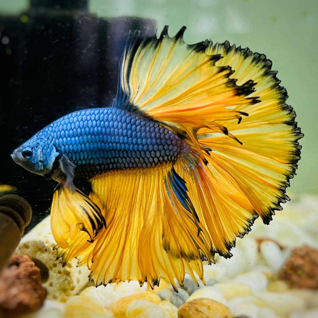 Halfmoon Betta