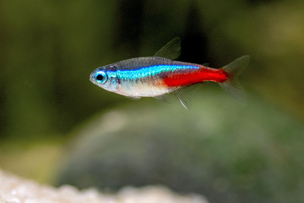 Tetra Fish
