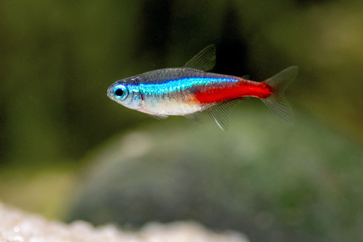 Tetra Fish