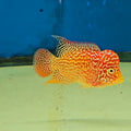 GB Kamfa