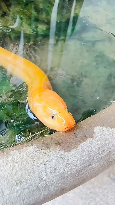 Albino Swamp Eel