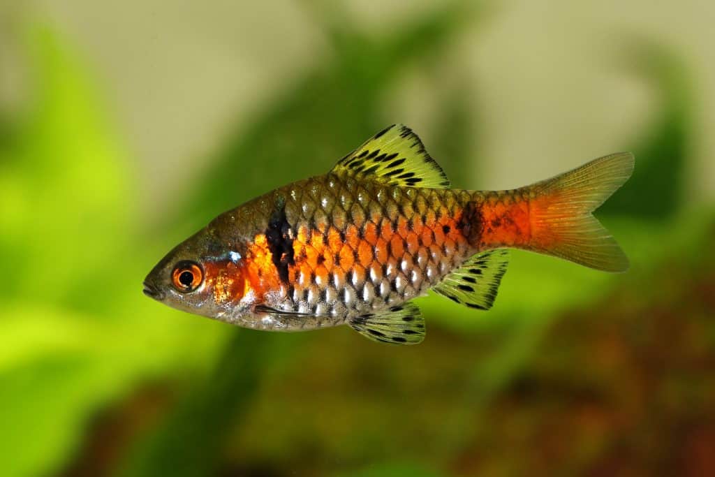 Odessa Barb (Per Fish)