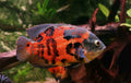 Tiger Oscar
