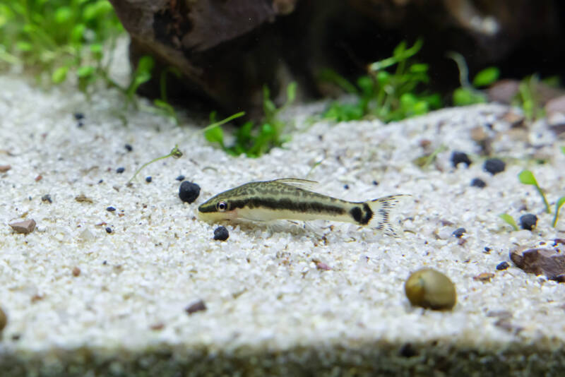 Otocinclus Catfish