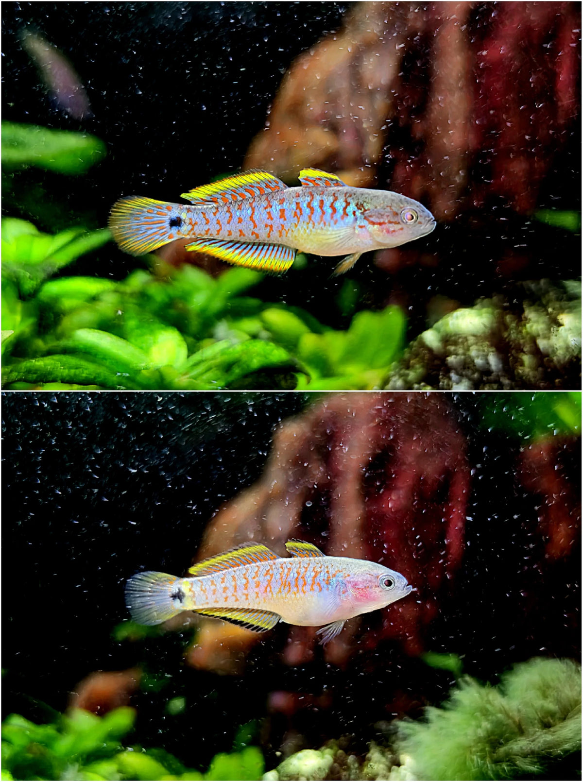 Peacock Gudgeon Pair (1.5 Inch)