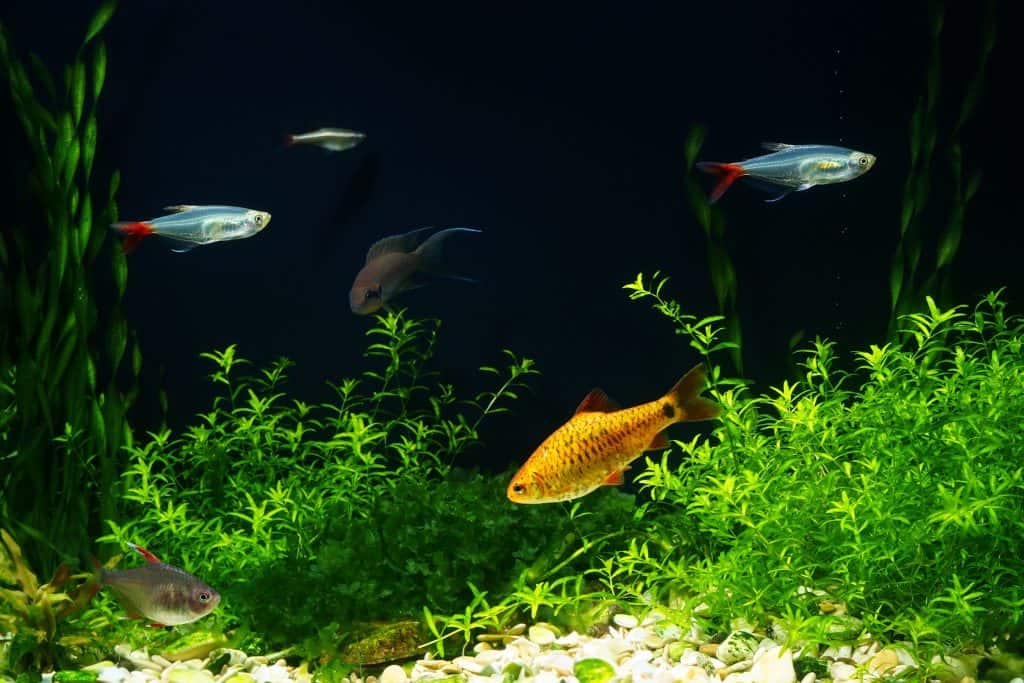 Pearlweed