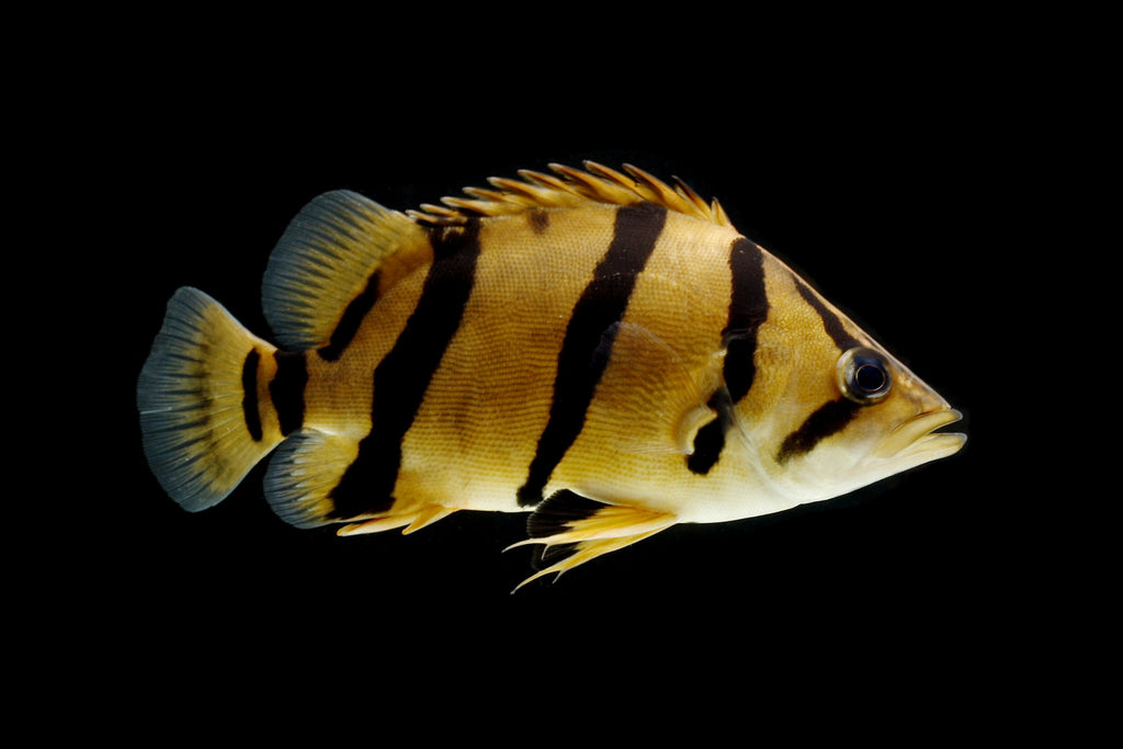 Tiger Fish Samutra