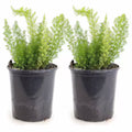 Foxtail plant pack