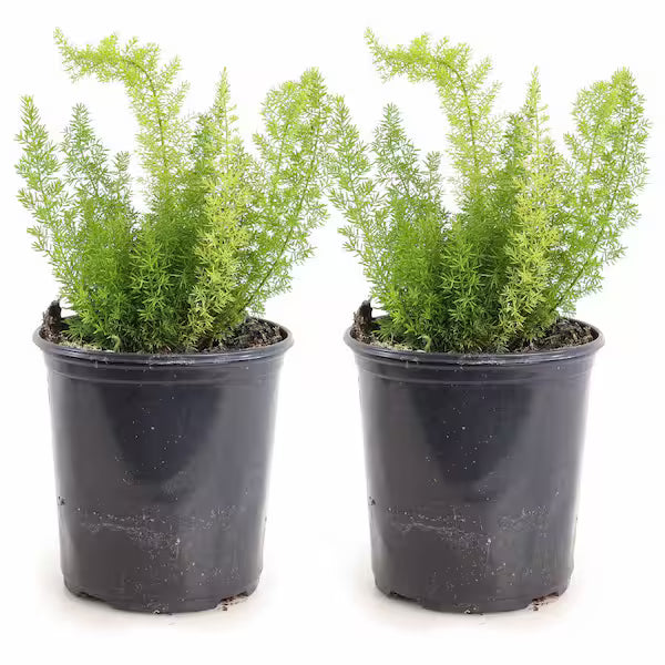Foxtail plant pack