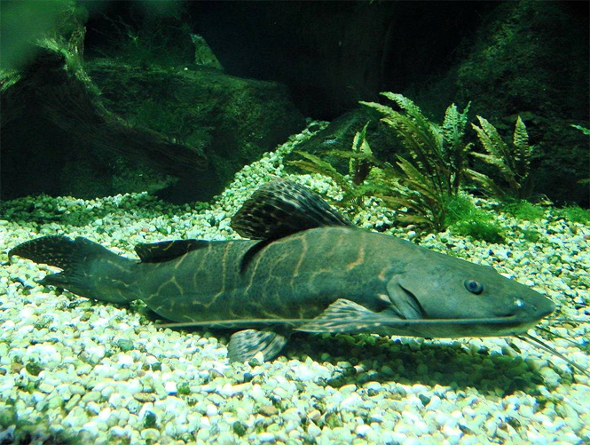 Perruno Catfish 14"–16"