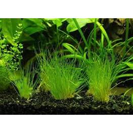 Carpet Plants (Bunch)