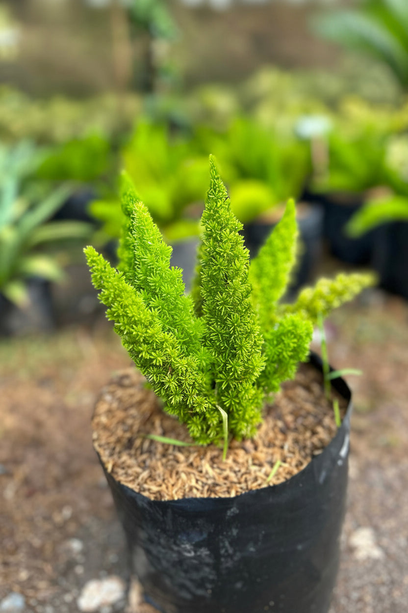 Foxtail plant pack