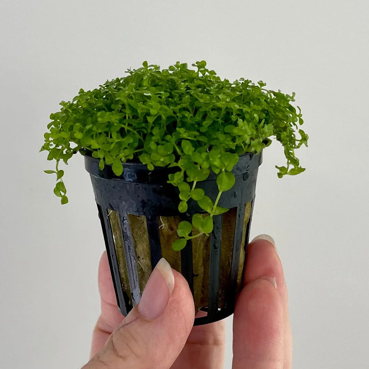 Carpet Plants (Pot)