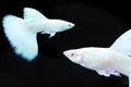 Snow White guppy pair