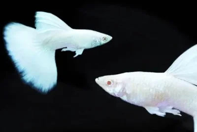 Snow White guppy pair