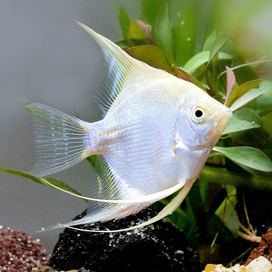 Platinum White Angel Fish