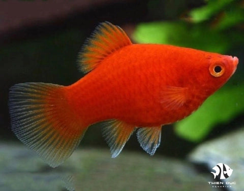 Red Coral balloon platy