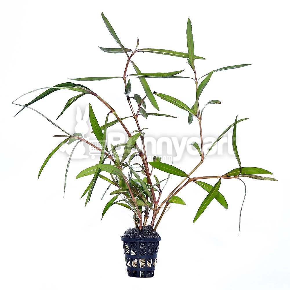 Polygonum sp. Pink