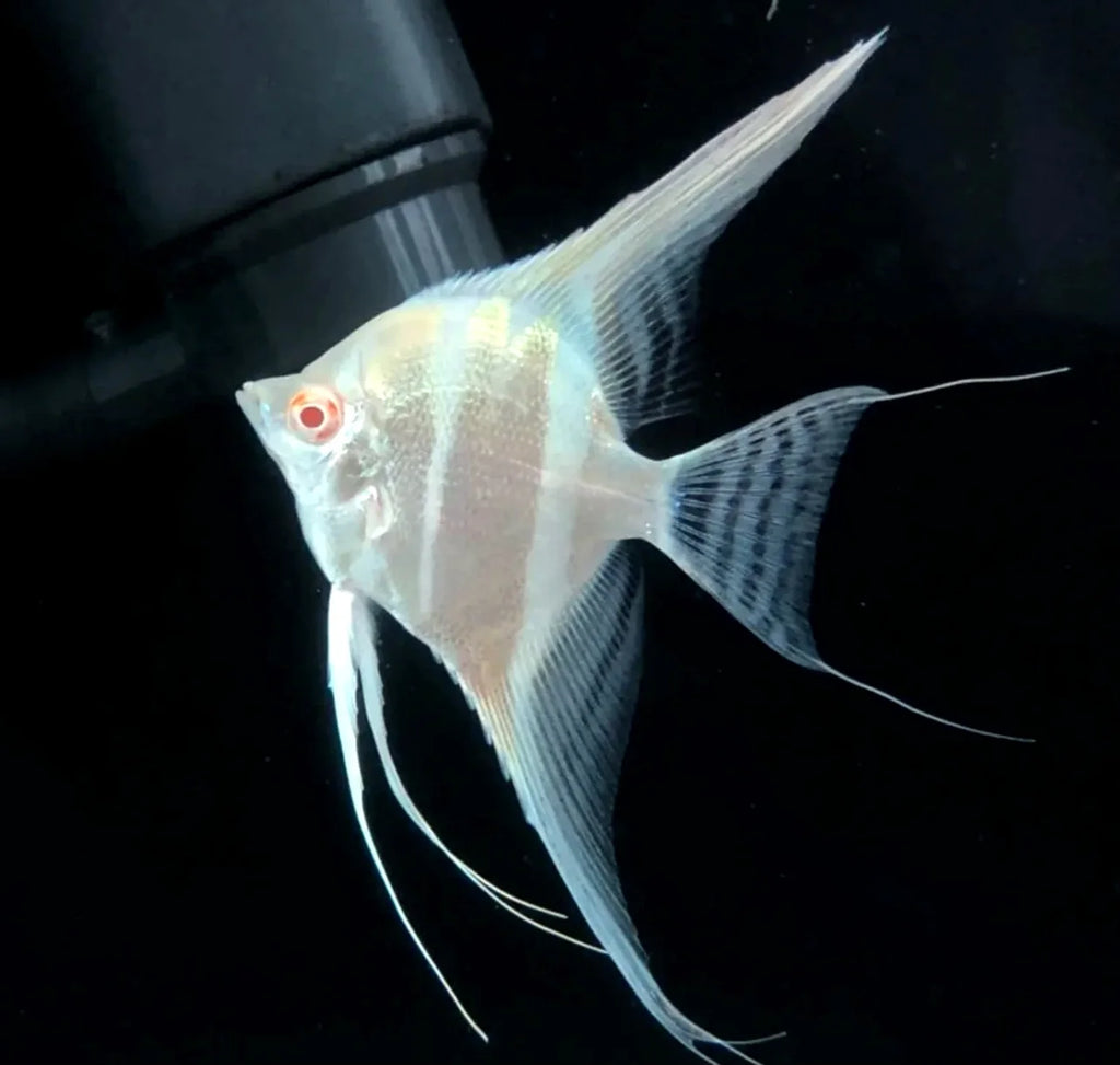 Albino Altum angel