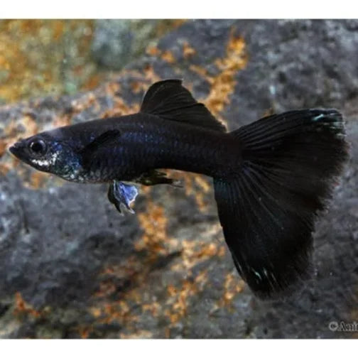 Jet black guppy