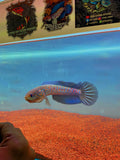 Asiatica red stripe