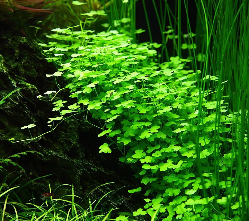 Hydrocotyle tripartita mini