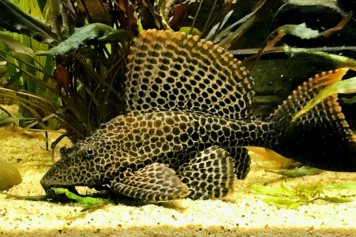 L165 Pleco