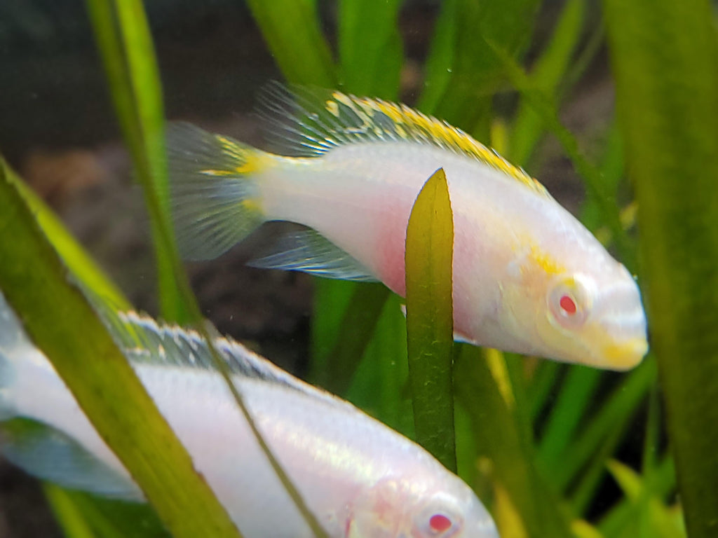 Albino Kribensis