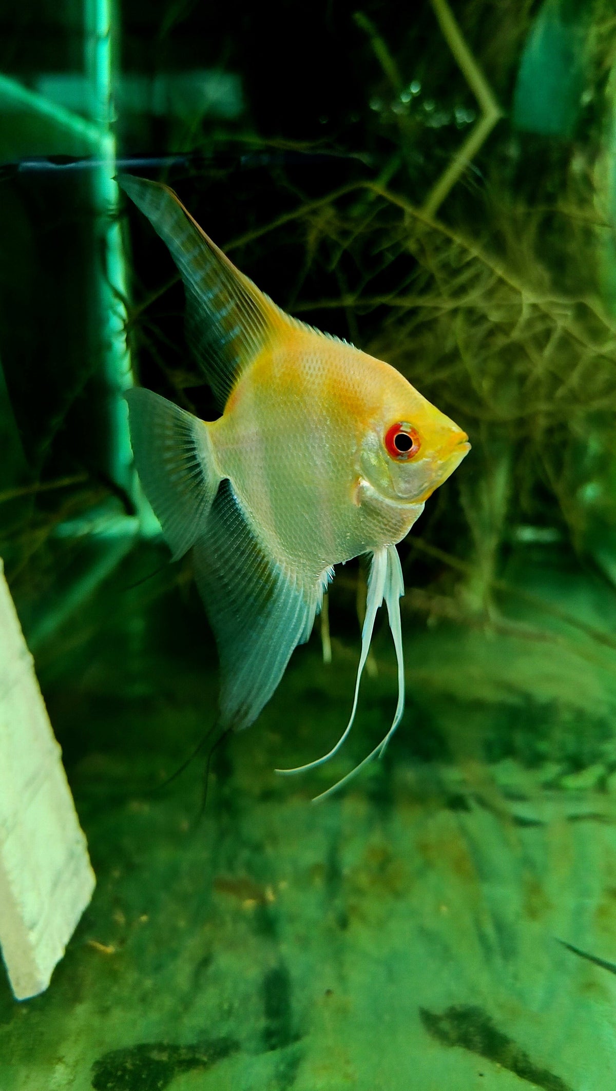 Sunfire angel fish coin size