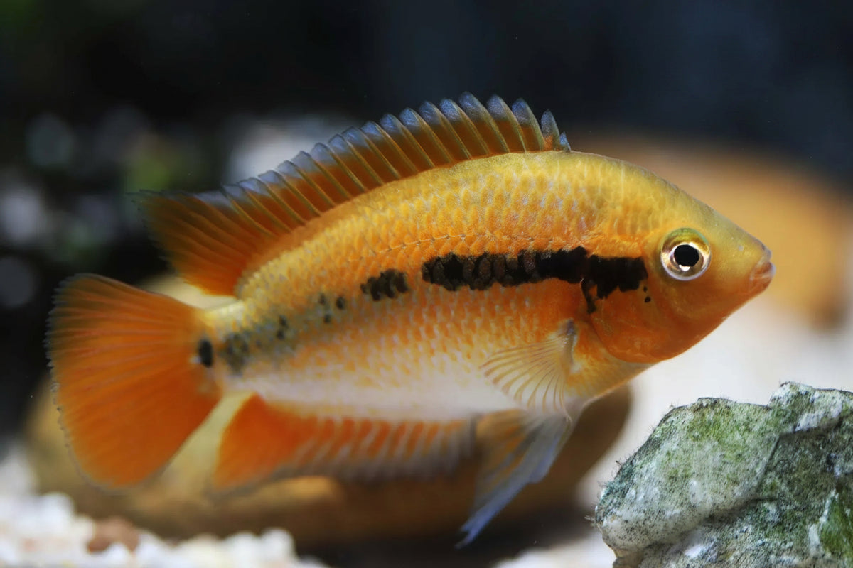 Rainbow Cichlids