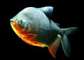 Pacu