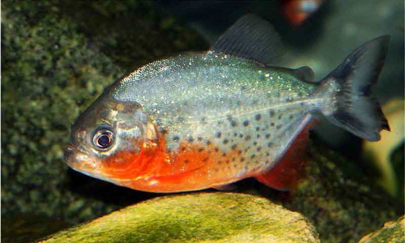 Red Belly Piranha
