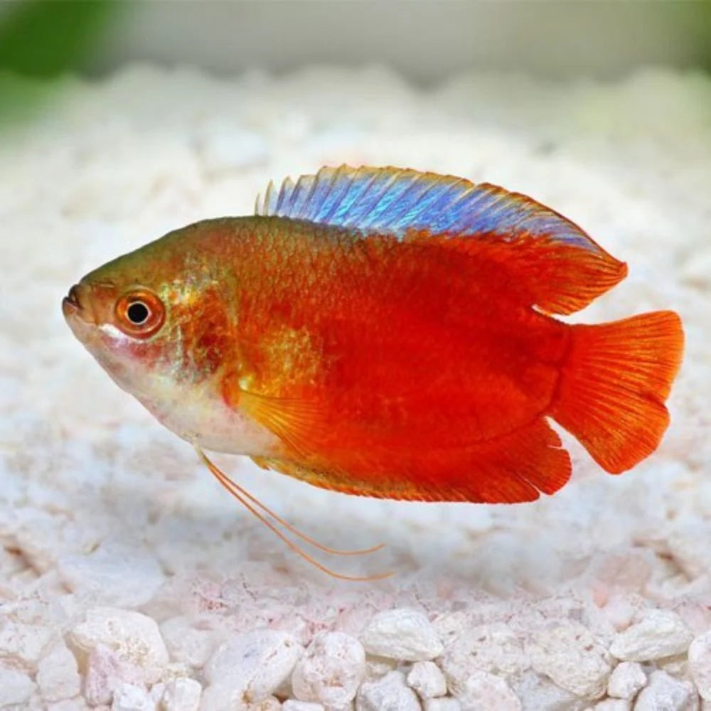 Red Colisa