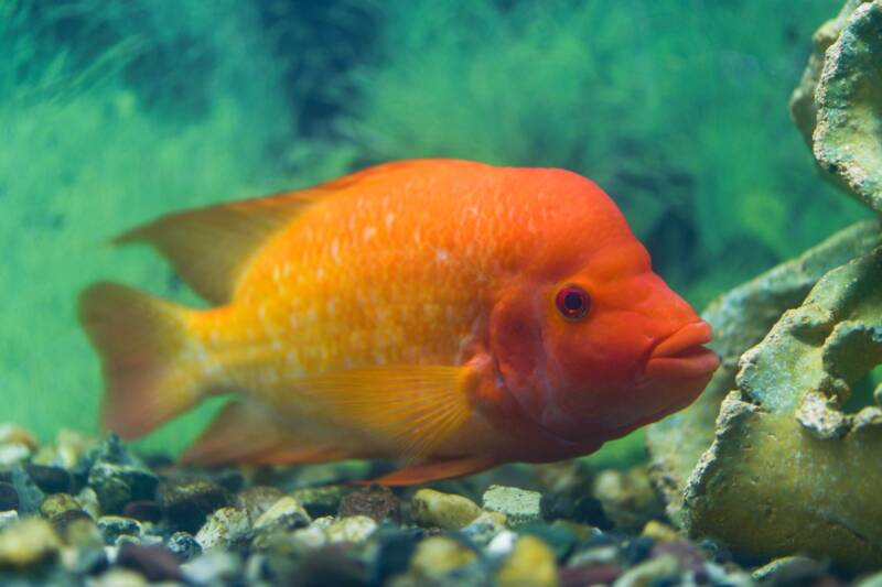 Red Devil fish
