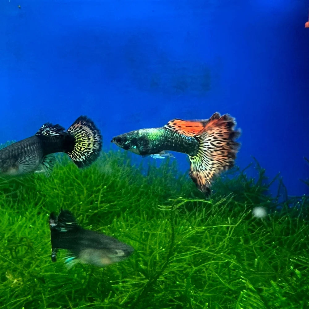 Red Dragon Guppy