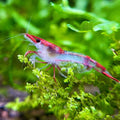 Red Rilly Shrimp