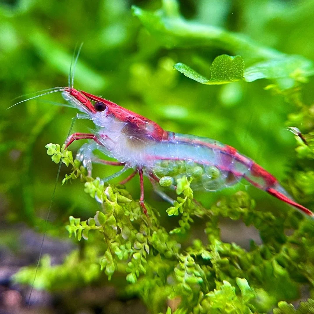 Red Rilly Shrimp