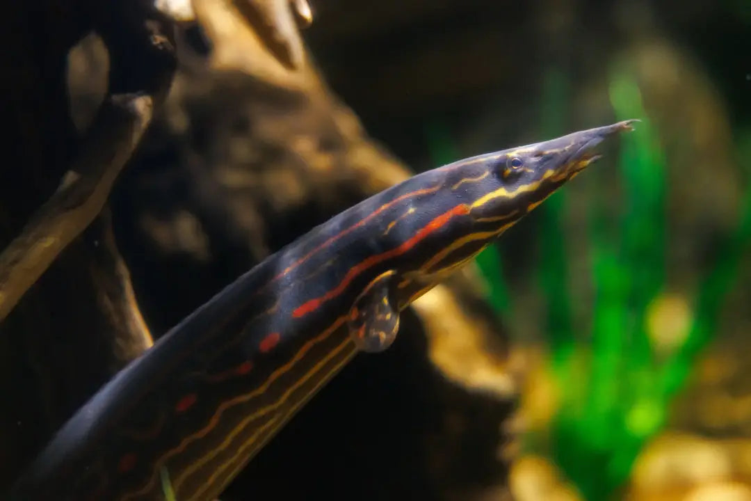 Fire red eel