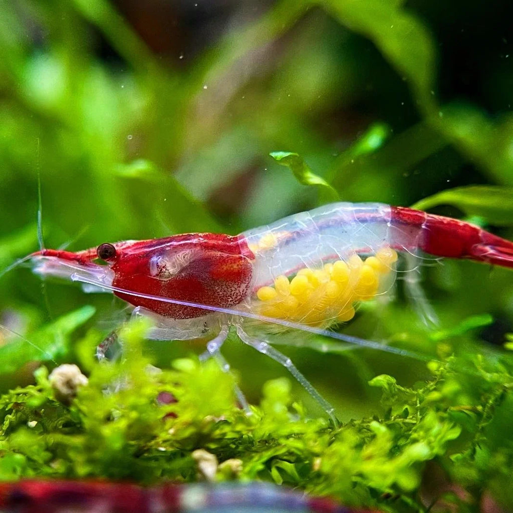 Red lilly shrimp